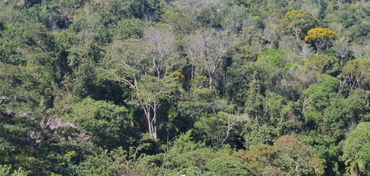 Areal photo of a dense forest in Brazil's Mato Grosso state