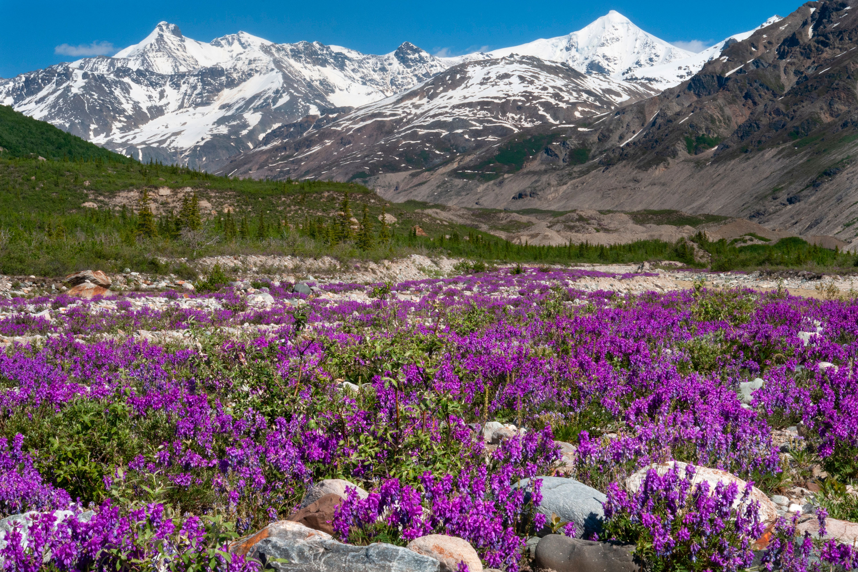 A glacial moraine with purple flowers in the foreground and mountains in the background.