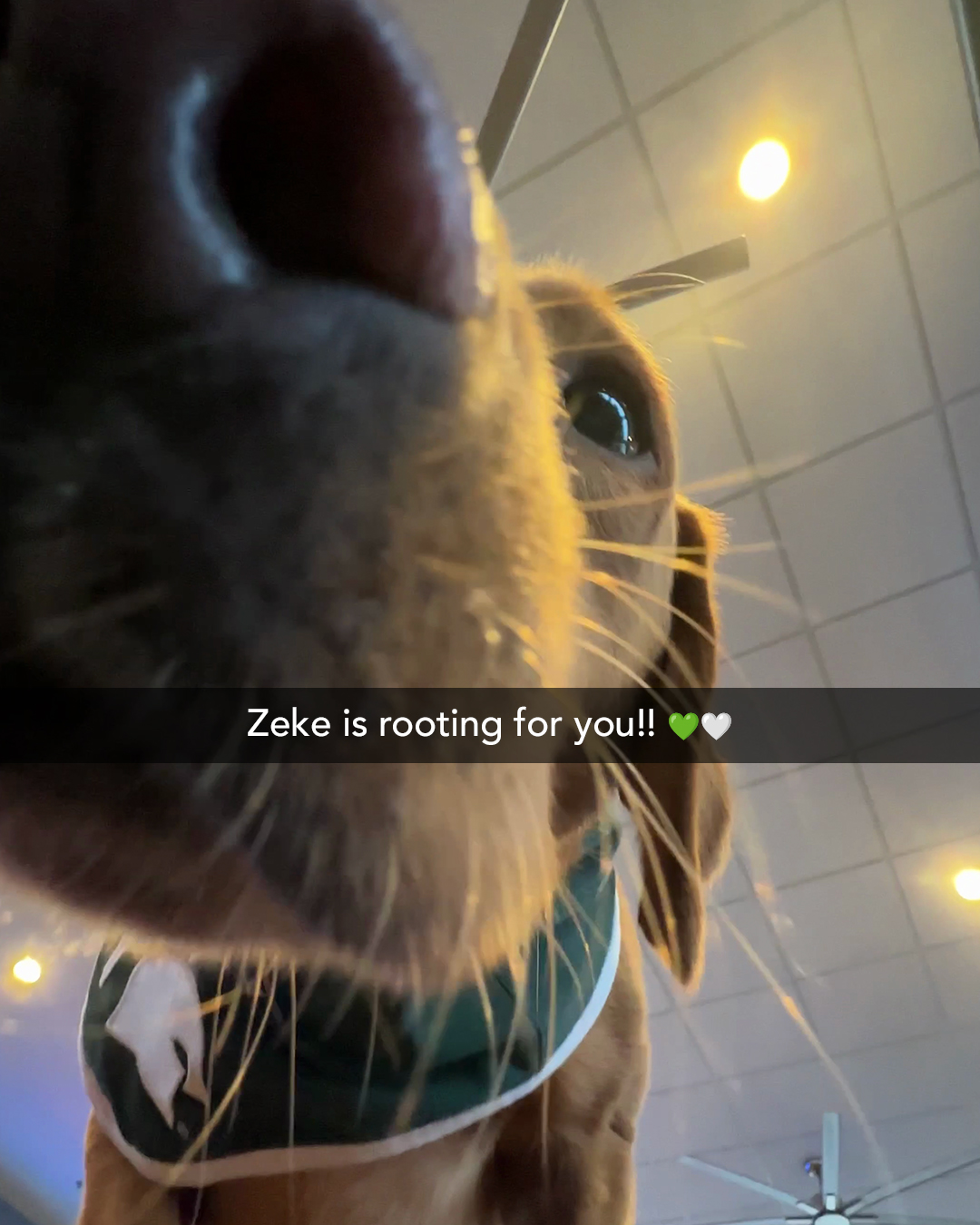 Selfie of Zeke the wonder dog with a caption:Zeke is rooting for you