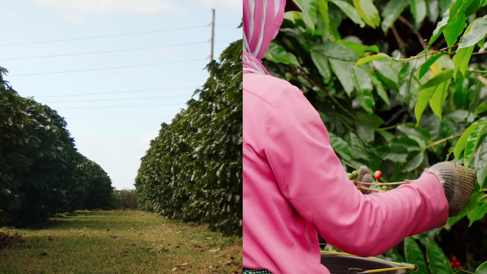 The image on the left side has two rows of trees with grass down the middle. The image on the right is the shoulder and arm of a farm worker pulling product from a tree.