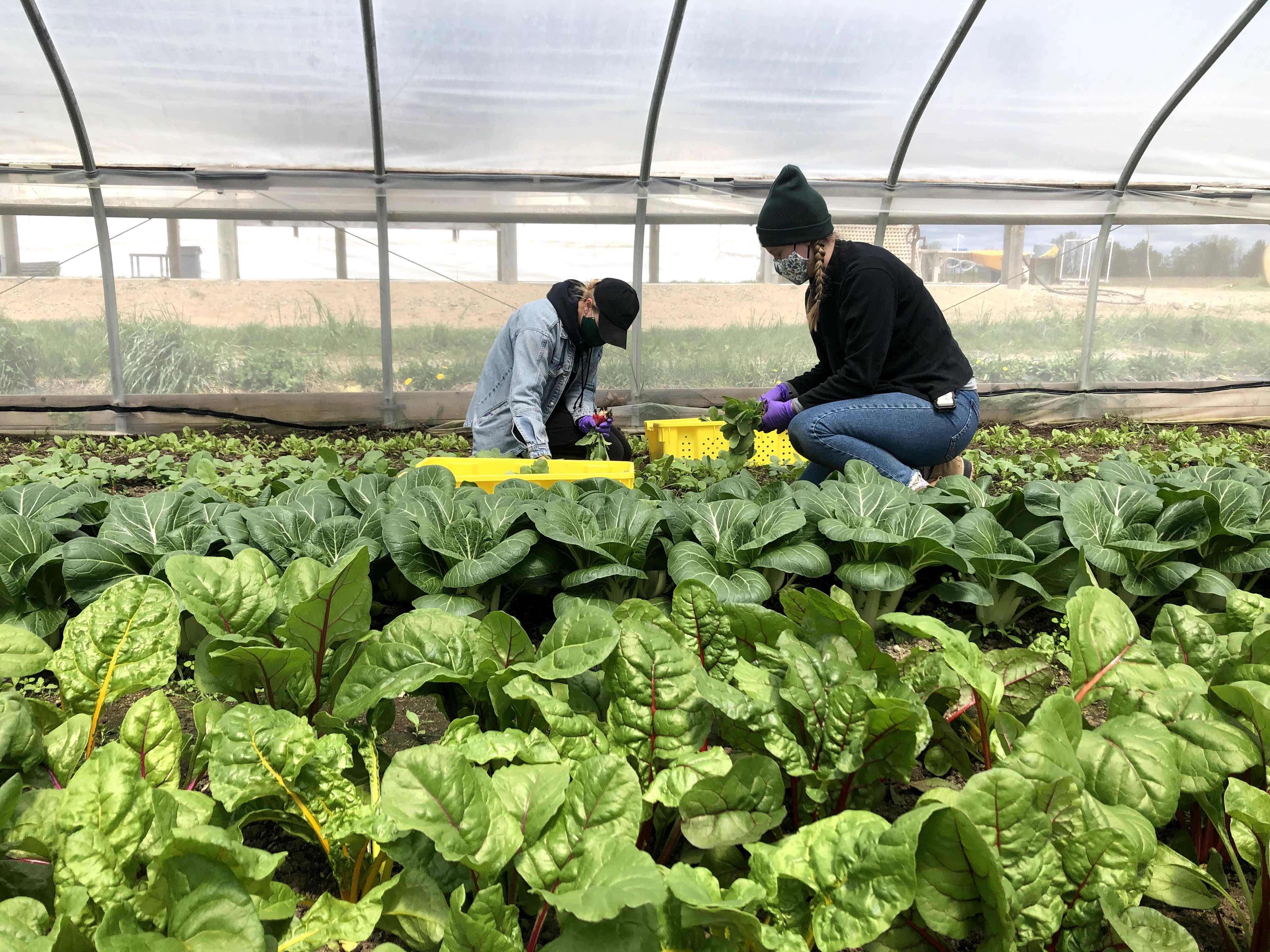 Students inside a greenhouse at the MSU Student Organic Farm