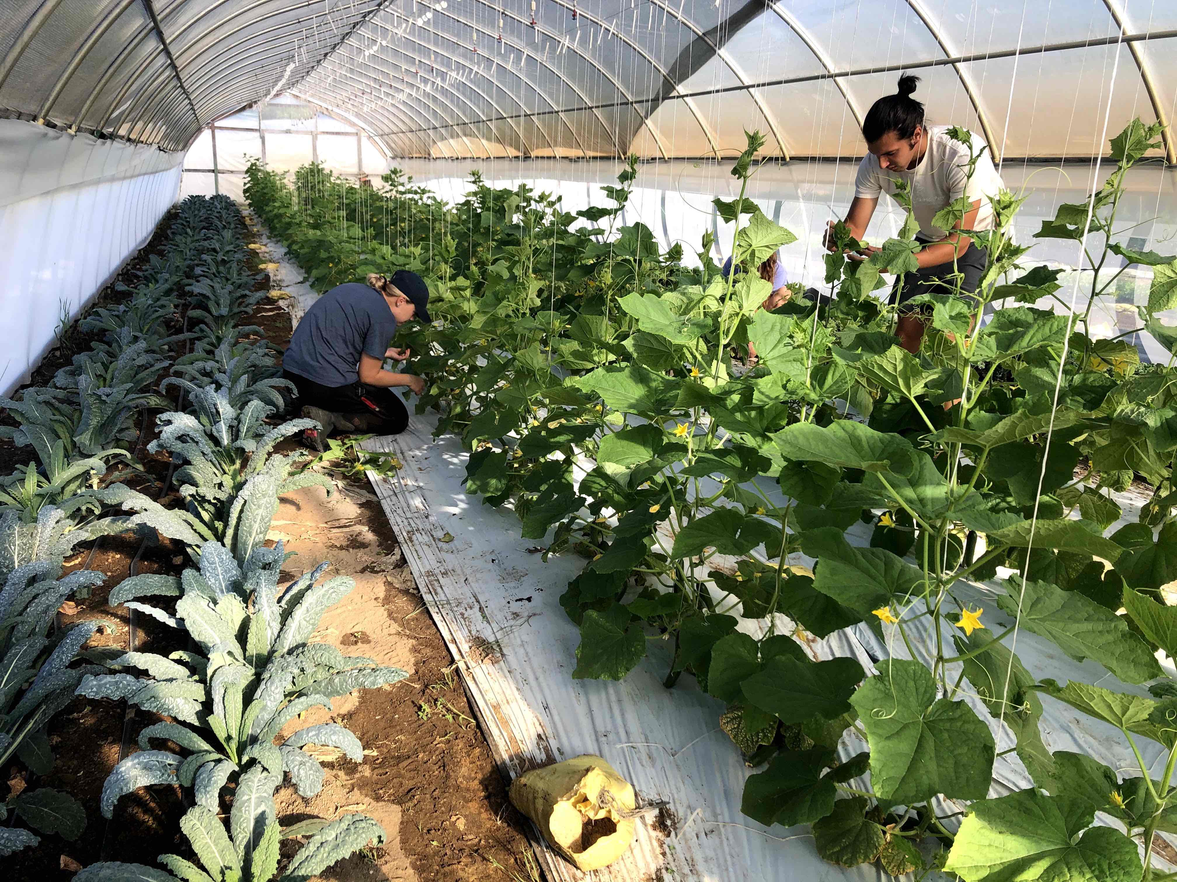 Students tend to beans inside a greenhouse at the MSU Student Organic Farm