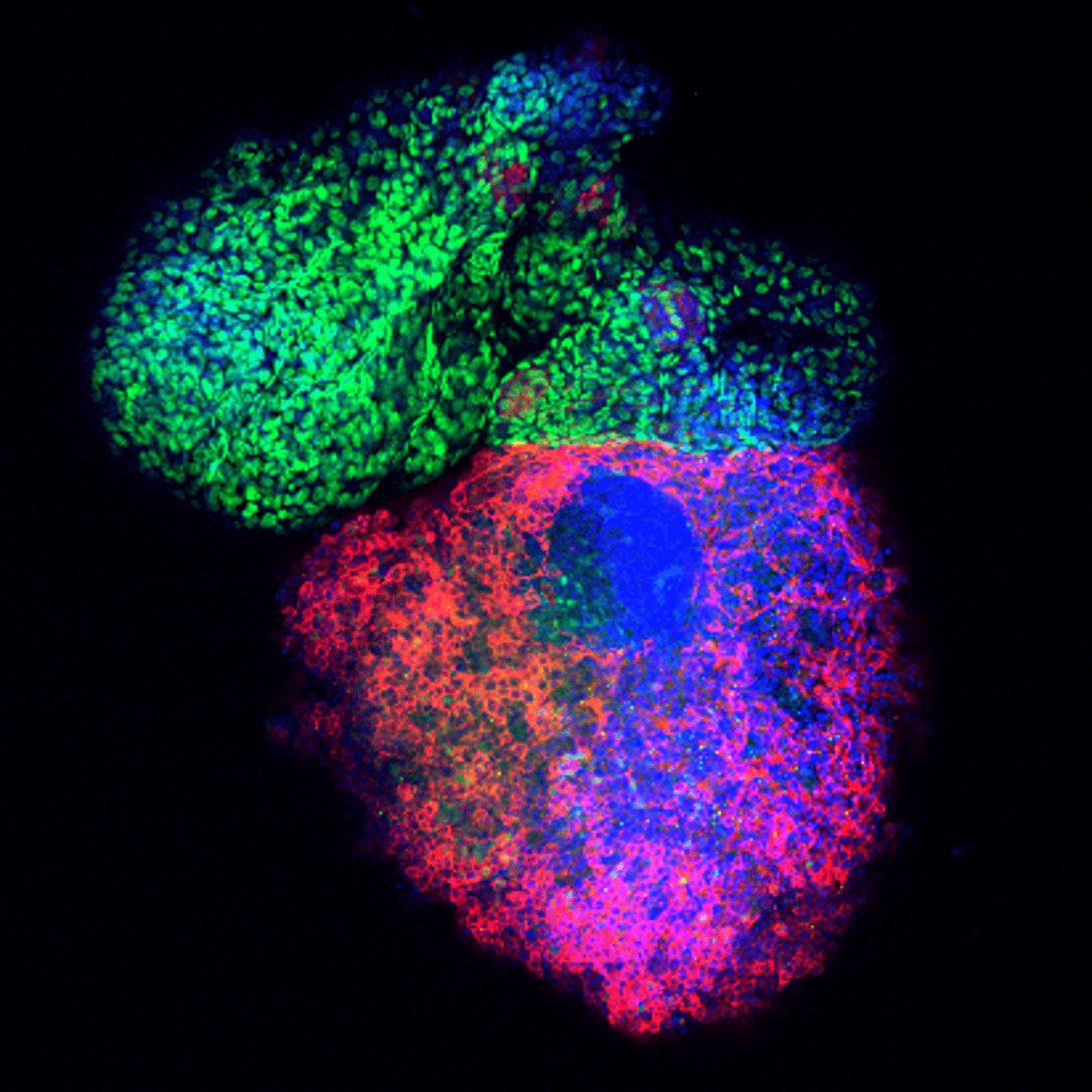 multicolored digital creation of a human heart called a heart organoid.