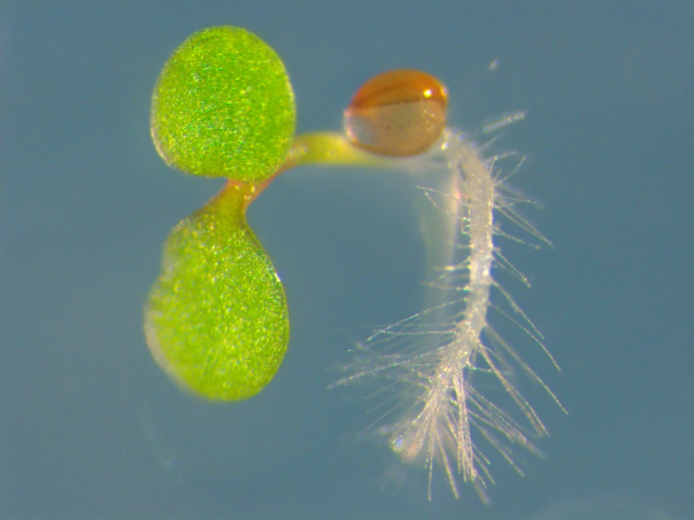 A microscope image shows two green Arabidopsis thaliana cotyledons emerging from a seed on one side and a clear, hairy root system on the other.