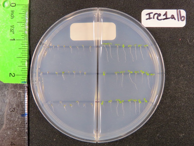 A growth dish labeled “Ire1a/b” of a genetic mutant of Arabidopsis thaliana shows plants with tiny leaves and roots on the left side, where it grew under stressed conditions. The plants are larger on the right, where they were grown under unstressed conditions.