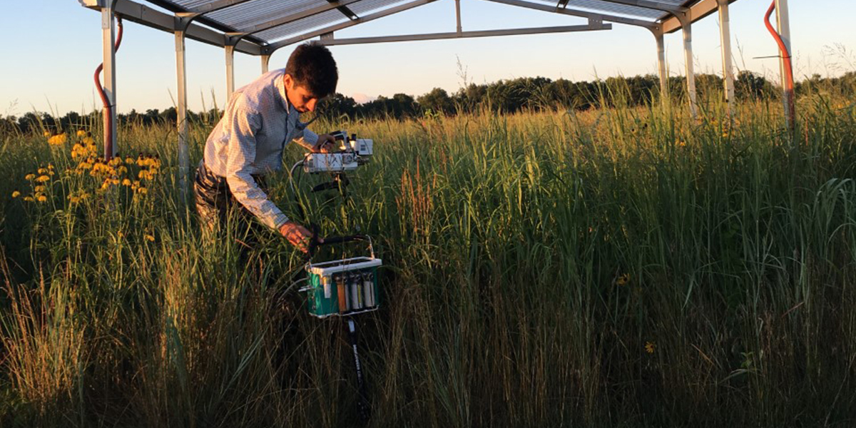 Why this promising biofuel crop takes a summer break - MSUToday