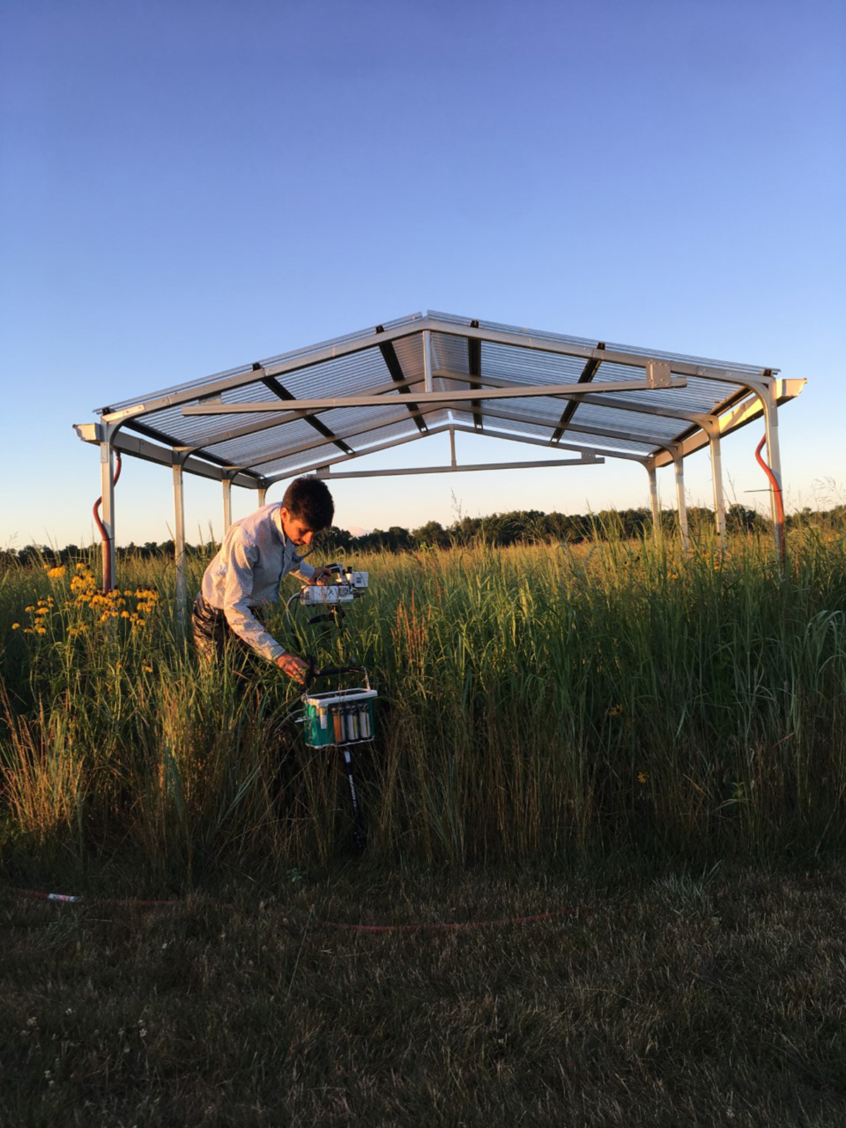 A photo shows golden sun beams illuminating MSU postdoctoral researcher Mauricio Tejera-Nieves standing in a field of switchgrass, its green and yellow blades standing taller than his waist. Behind Tejera-Nieves is a large canopy with a metal frame and a translucent top to block rain from hitting the grass underneath.
