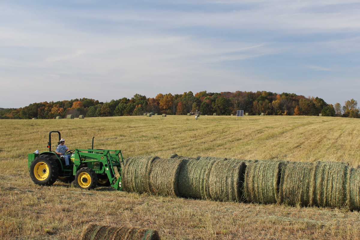 A green and yellow tractor pushes large round bales of greenish brown switchgrass on a flat, golden field. In the distance, trees begin to show the auburn colors of autumn under a blue sky streaked with large white clouds.