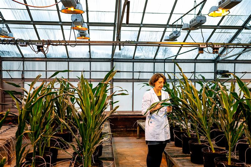 Federica Brandizzi, a Michigan State University Distinguished Professor, who uses technology to help plants grow larger, stronger and more productive stands in a greenhouse.