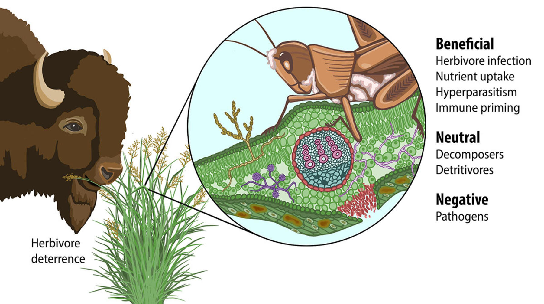 An illustration shows the ranging roles fungi can have for switchgrass. A bison stands next to a patch of switchgrass on the left with text reading, “herbivore deterrence.” An inset on the right shows a magnified view of the grass with a grasshopper resting on a blade. Text outlines several other relationships between the fungi and plant. Beneficial relationships include herbivore infection — shown on the grasshopper, which is covered in fuzzy white patches — nutrient uptake, hyperparasitism and immune priming. The neutral roles are decomposers and detritivores, and the negative role is pathogens.