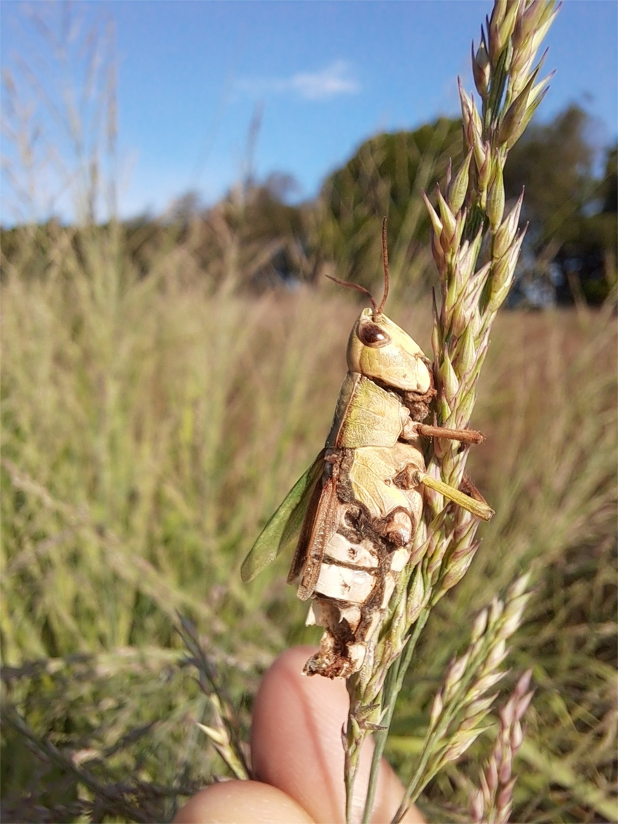 A photo of a dead grasshopper clinging to the top of a grass's flowering stem. The grasshopper is missing part of its abdomen, and dark brown fungal tissue grows at its joints, mouth and cracks in its exoskeleton. 