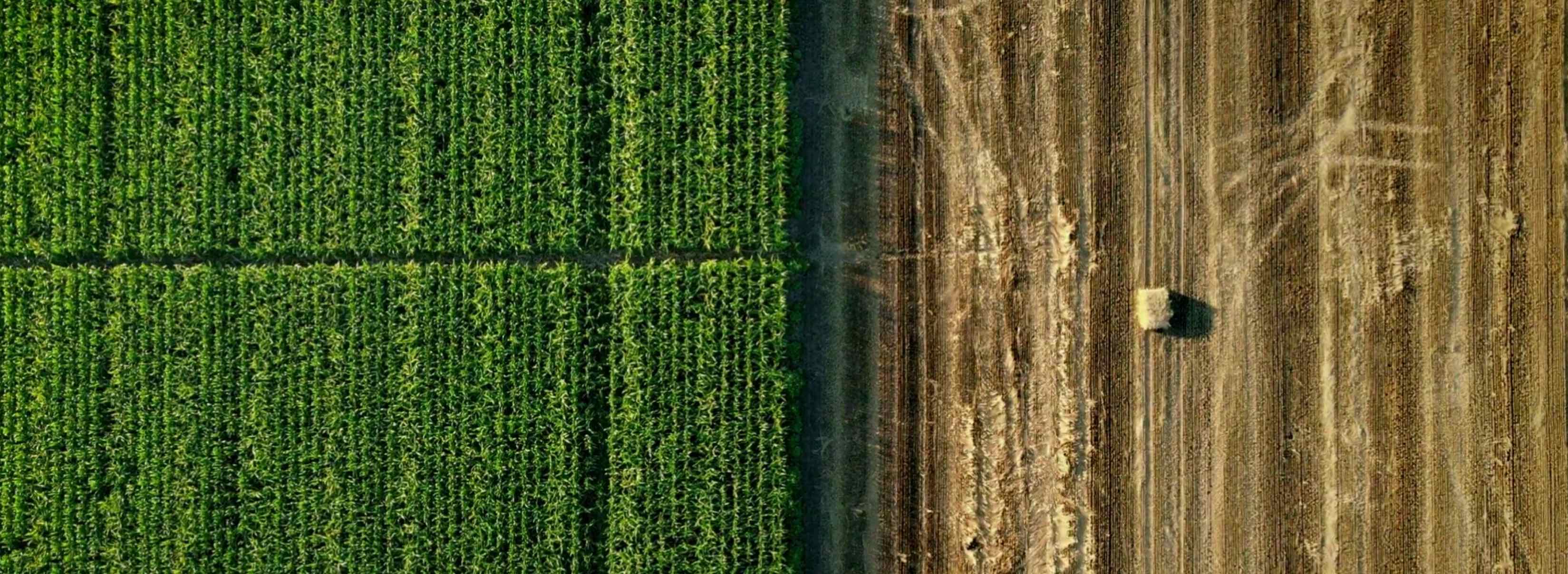 Scientists Develop New 'Climate Proof' Crops with Help of Nuclear  Technology