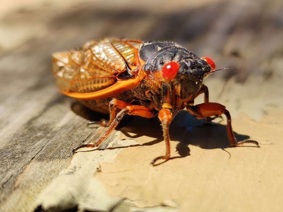 Ask the expert The cicadas are coming MSUToday Michigan State