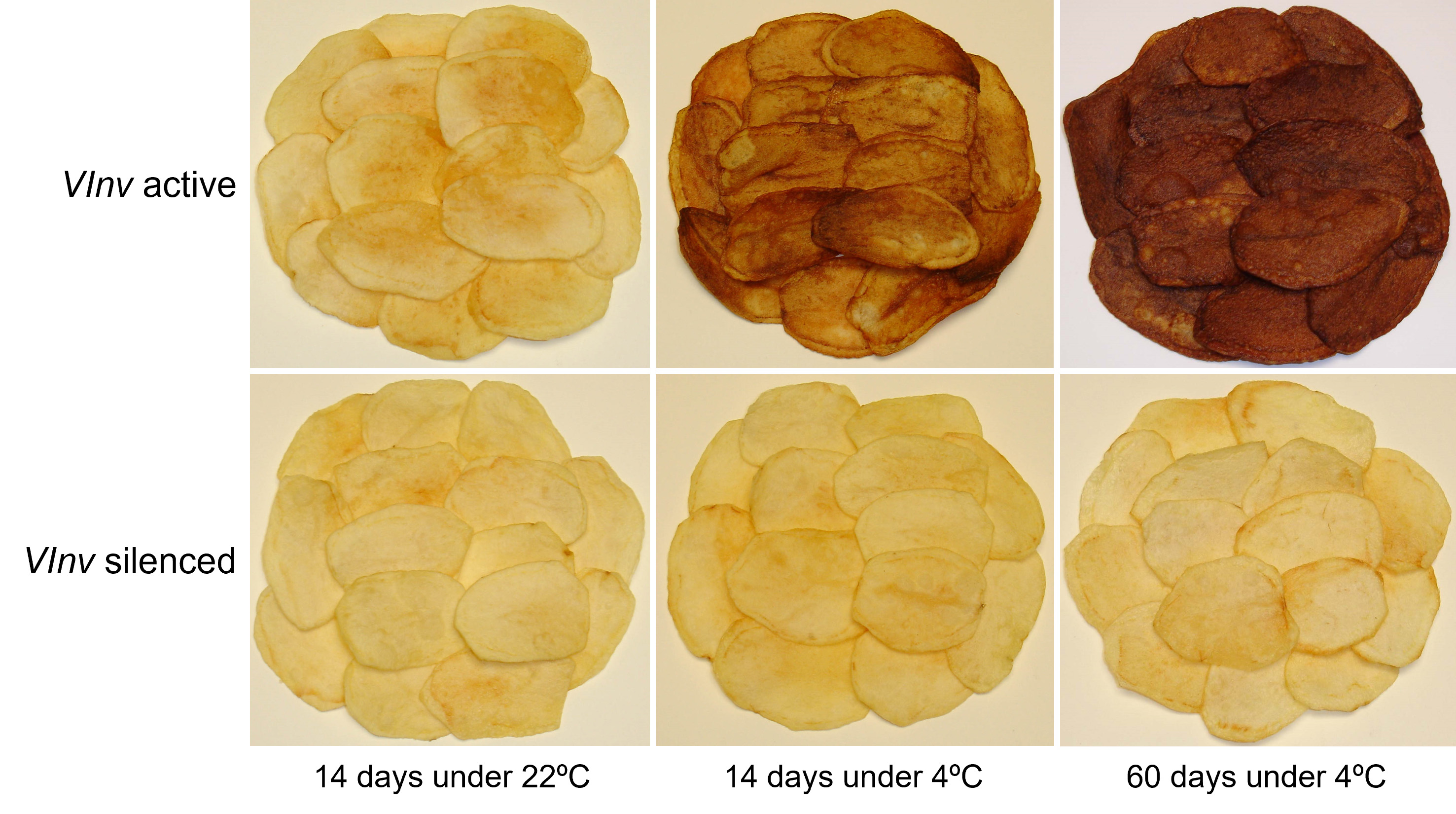 In a breakthrough for the snack food industry, a team of scientists led by Michigan State University professors Jiming Jiang and David Douches has dis