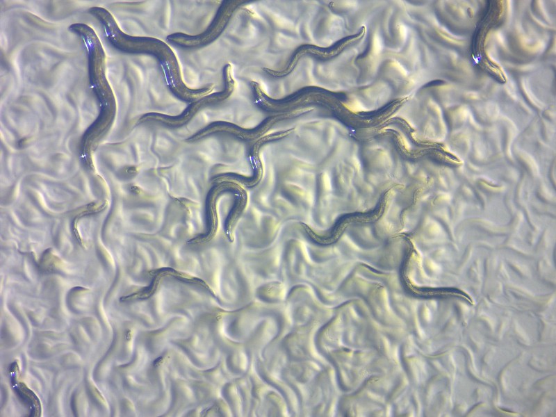 Several nematodes under microscopic imaging.