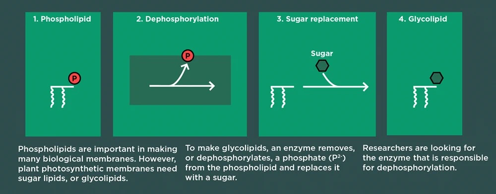 Dephosphorylation is the process in which a phosphate is removed from a phospholipid. The researchers are looking for the enzyme that makes this process possible.