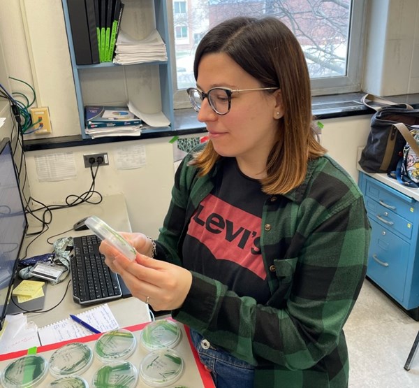 María Santos Merino checking her collection of mutant cyanobacteria.