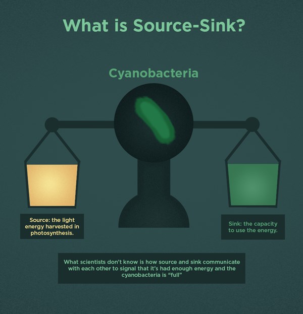 Source-sink is the name given to a regulatory mechanism that balances the light energy harvested in photosynthesis — source — with the capacity to use said light energy — sink.  