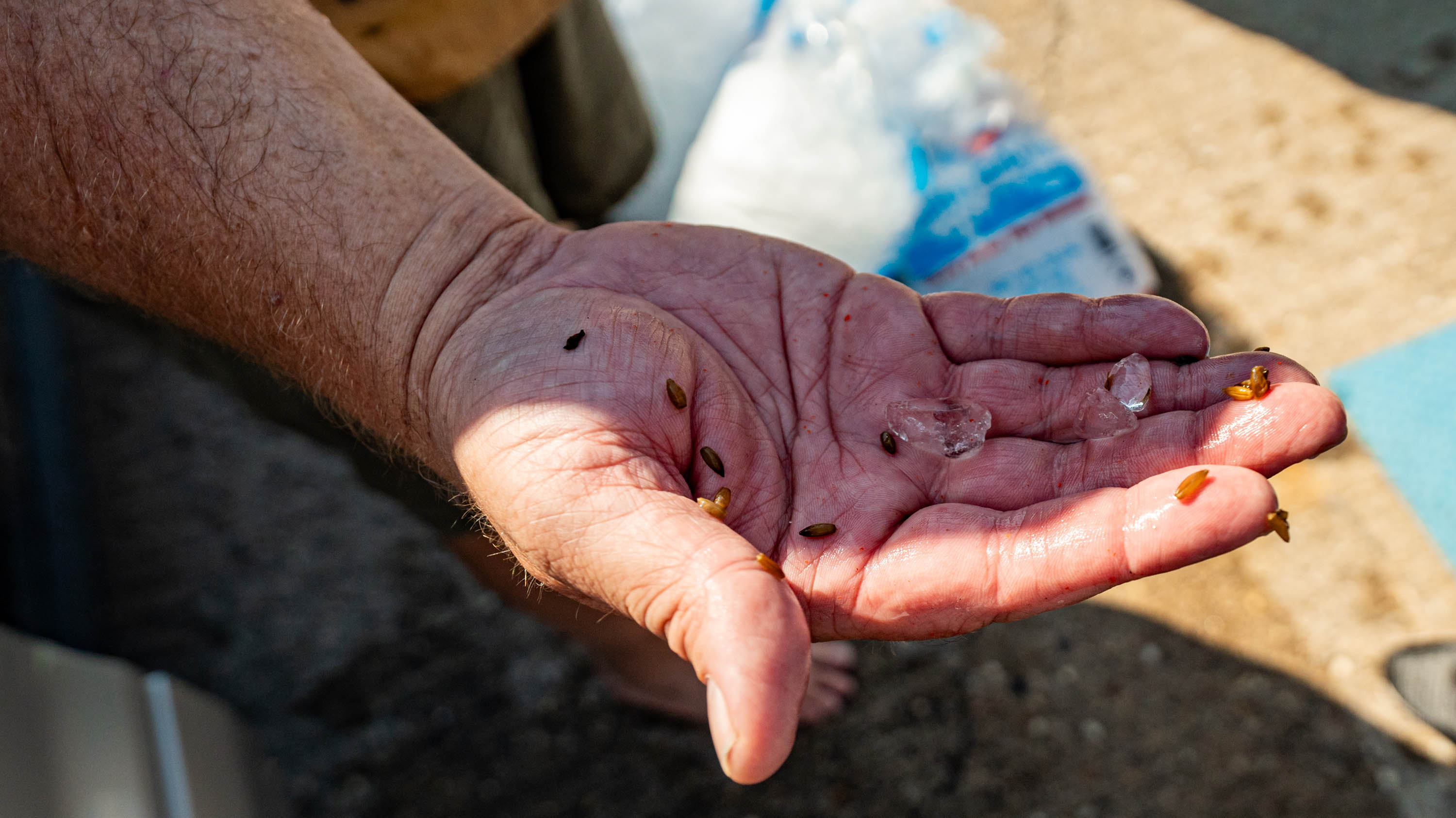 Hand holding rye seeds and ice cubes