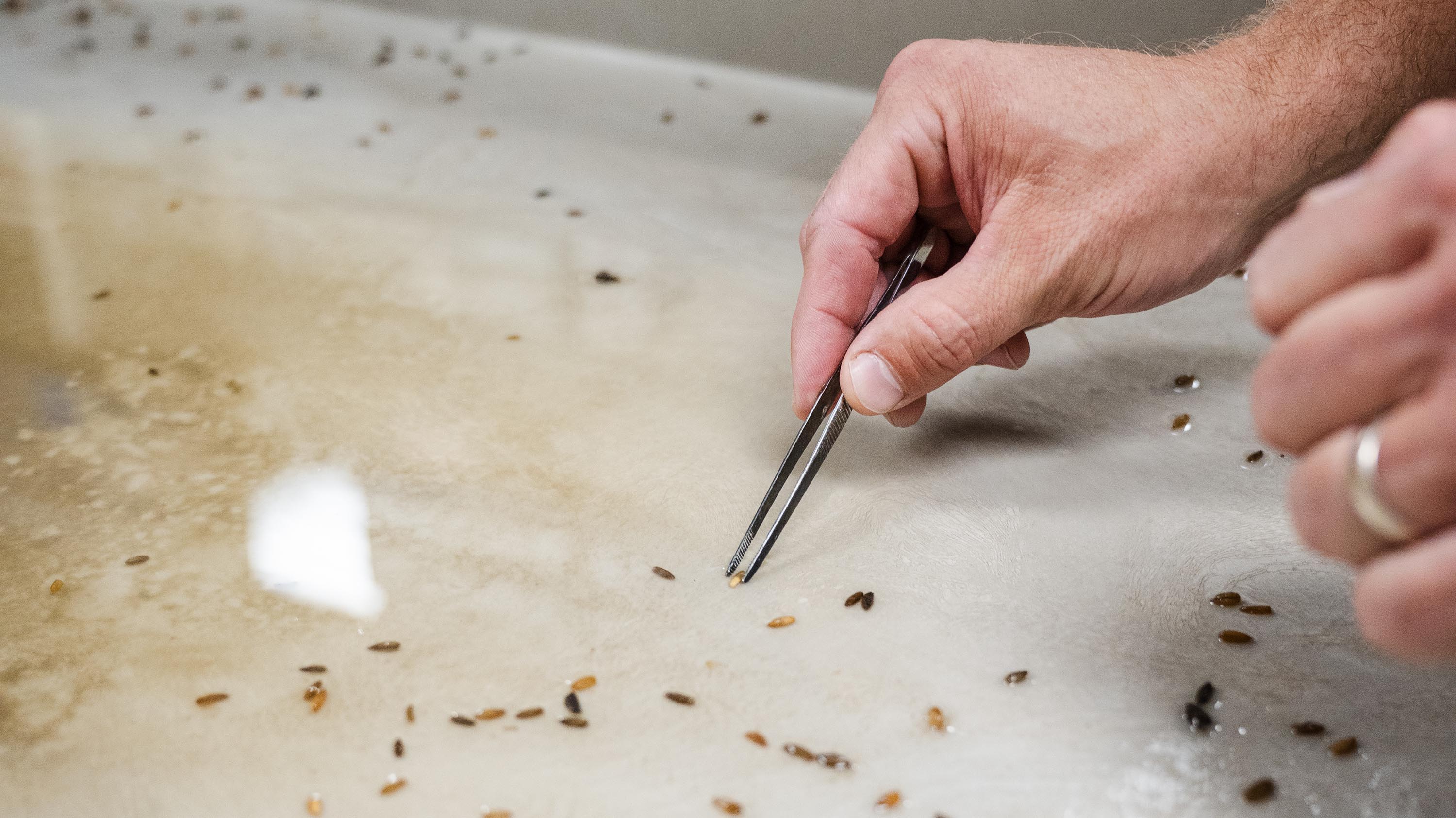 Person's hand examining rye seeds in lab