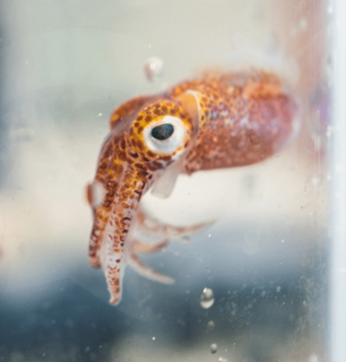 Photo of a squid.