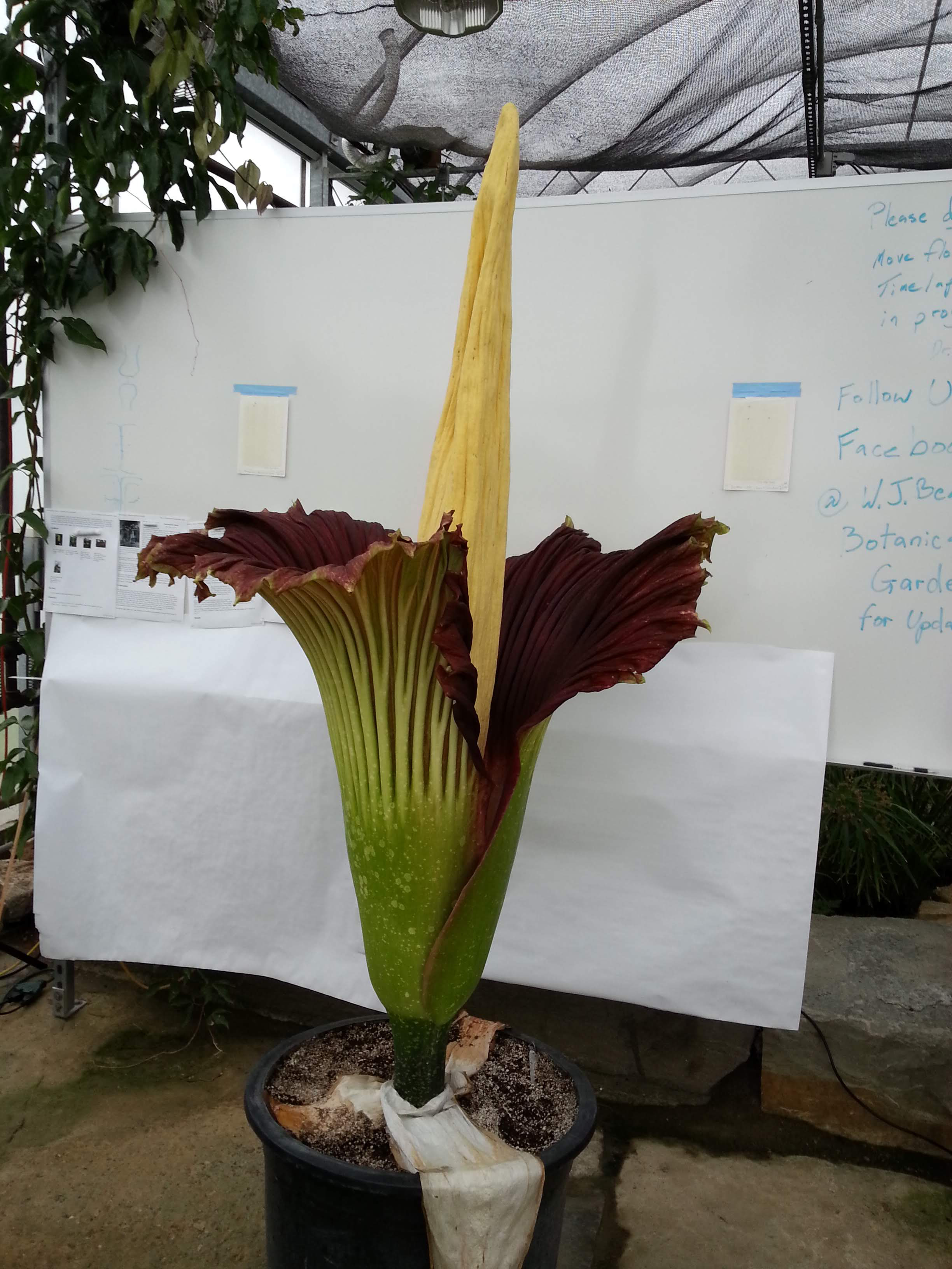 Corpse flower.