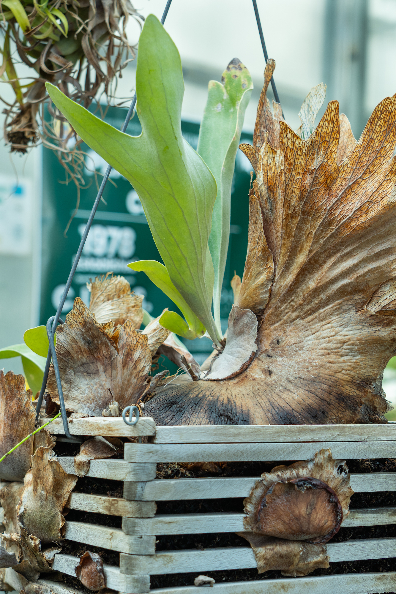 A staghorn fern.