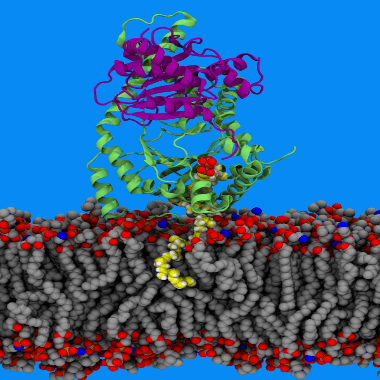 A rendering from the Vermaas lab.