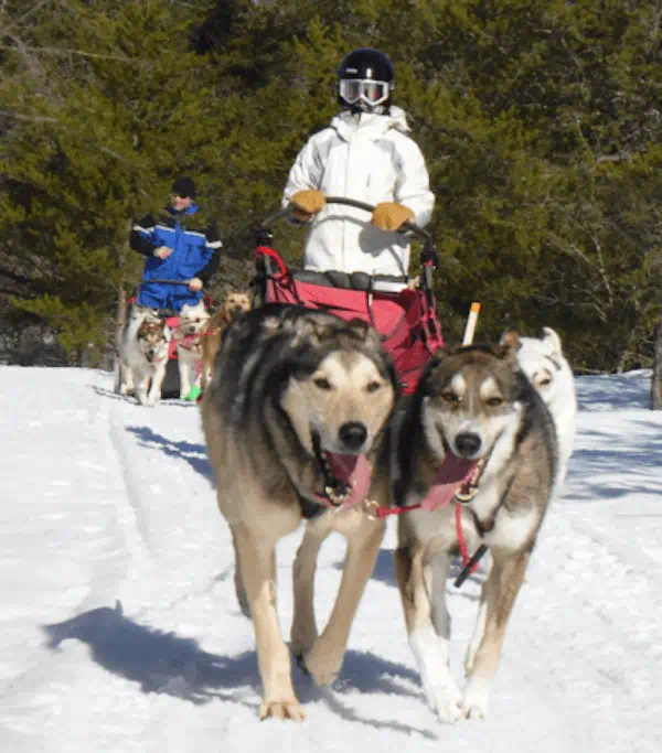 Two sled dogs pull a rider on a snowy trail