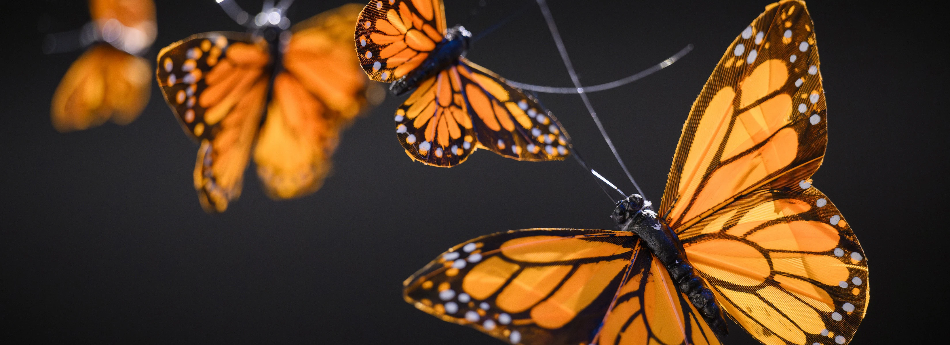 decorative plastic monarch butterflies are suspended in air