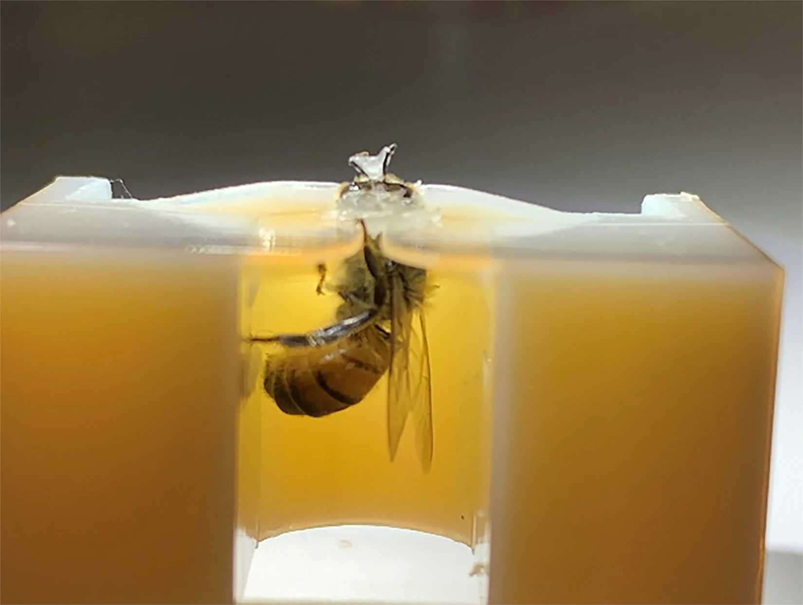 MSU Researchers Discover Honeybees Can Detect Lung Cancer MSUToday msu-researchers-discover-honeybees-can-detect-lung-cancer-msutoday