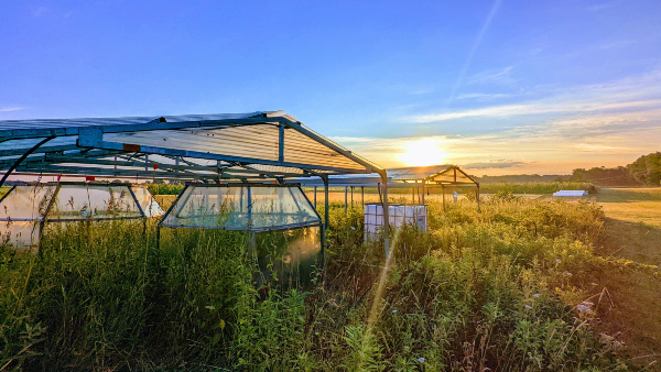 Open top chambers beneath rainout shelters at Kellogg Biological Station LTER.  Photo: Kara Dobson