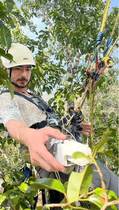 Leonardo Ziccardi in the tree canopy. Photo by Rafael Francisco Grilo.