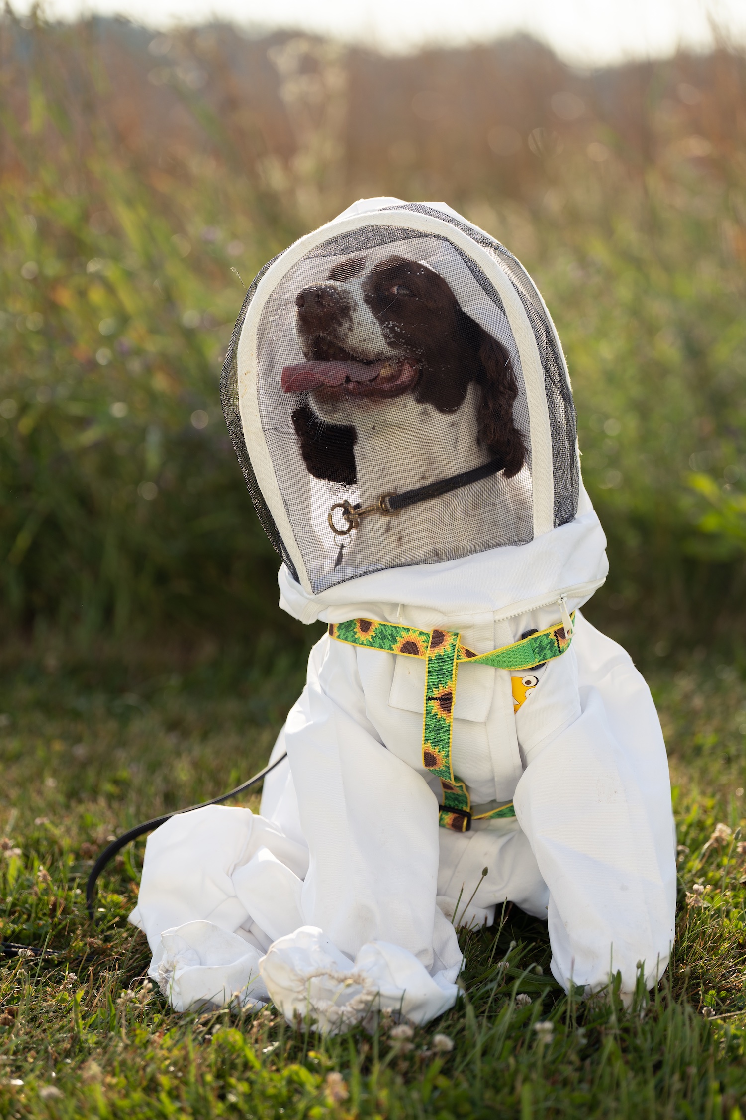 A happy brown and white English Springer Spaniel dog sits in a grassy field, wearing a white full-body bee suit with a mesh hood over its head and a colorful sunflower-patterned harness. Its tongue is slightly out.