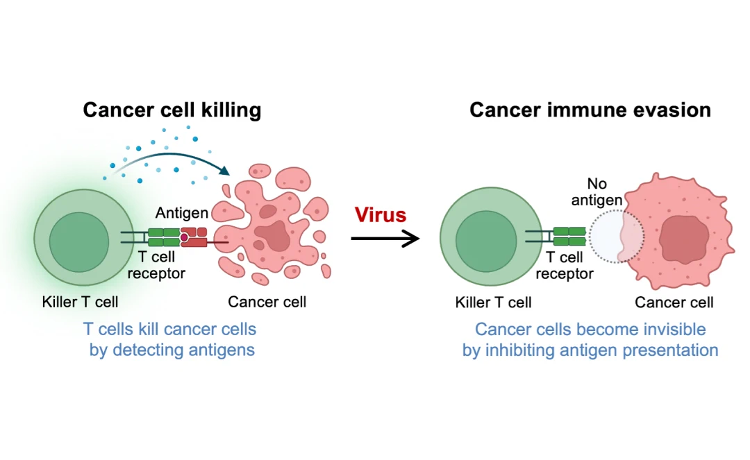 Illustration comparing cancer cell killing versus immune evasion. On the left, a killer T cell detects and kills a cancer cell using antigens. On the right, a virus-infected cancer cell evades detection by not presenting antigens, preventing T cell response.