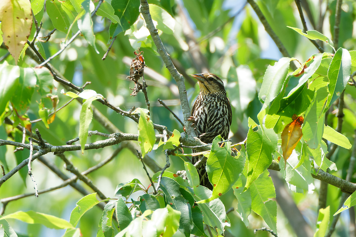 A female Red-winged Blackbird perches on a tree branch among green leaves.