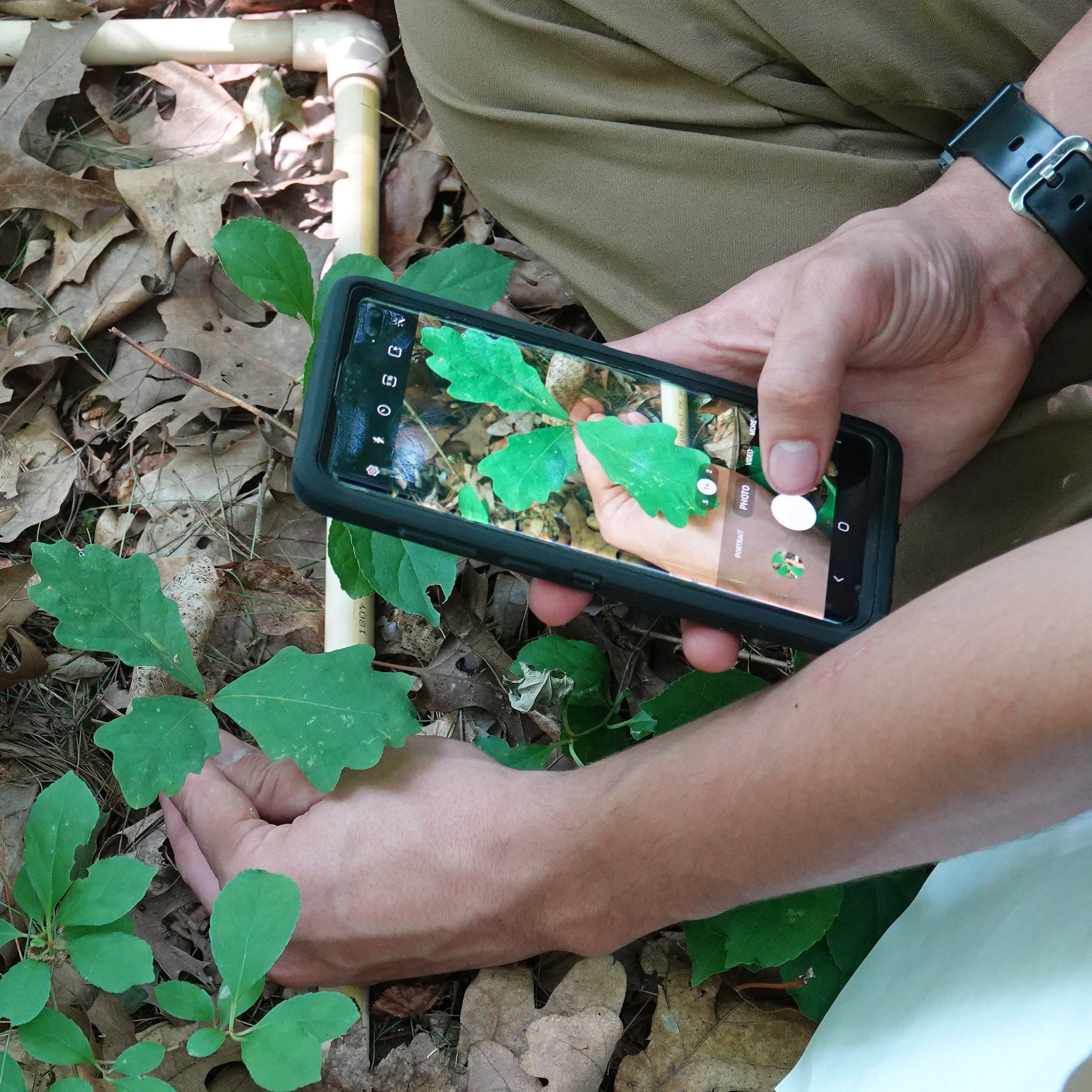 A BioBlitz participant takes a close-up photo of an oak seedling. The phone containing the image of the seedling is visible in the photo.