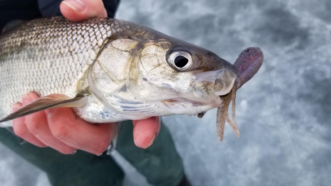 A lake whitefish