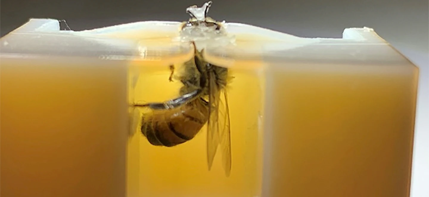 A honey bee is encased in a clear, light amber-colored block of what appears to be resin or a similar transparent material.cancer