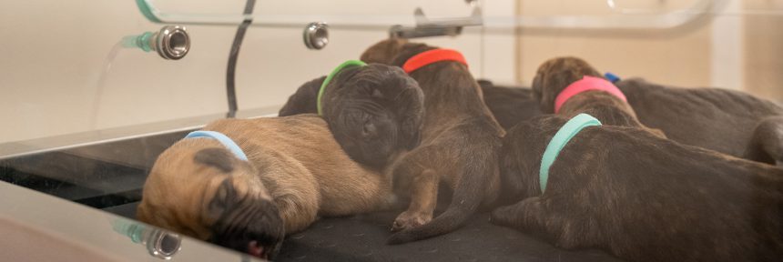 The puppy warmer
