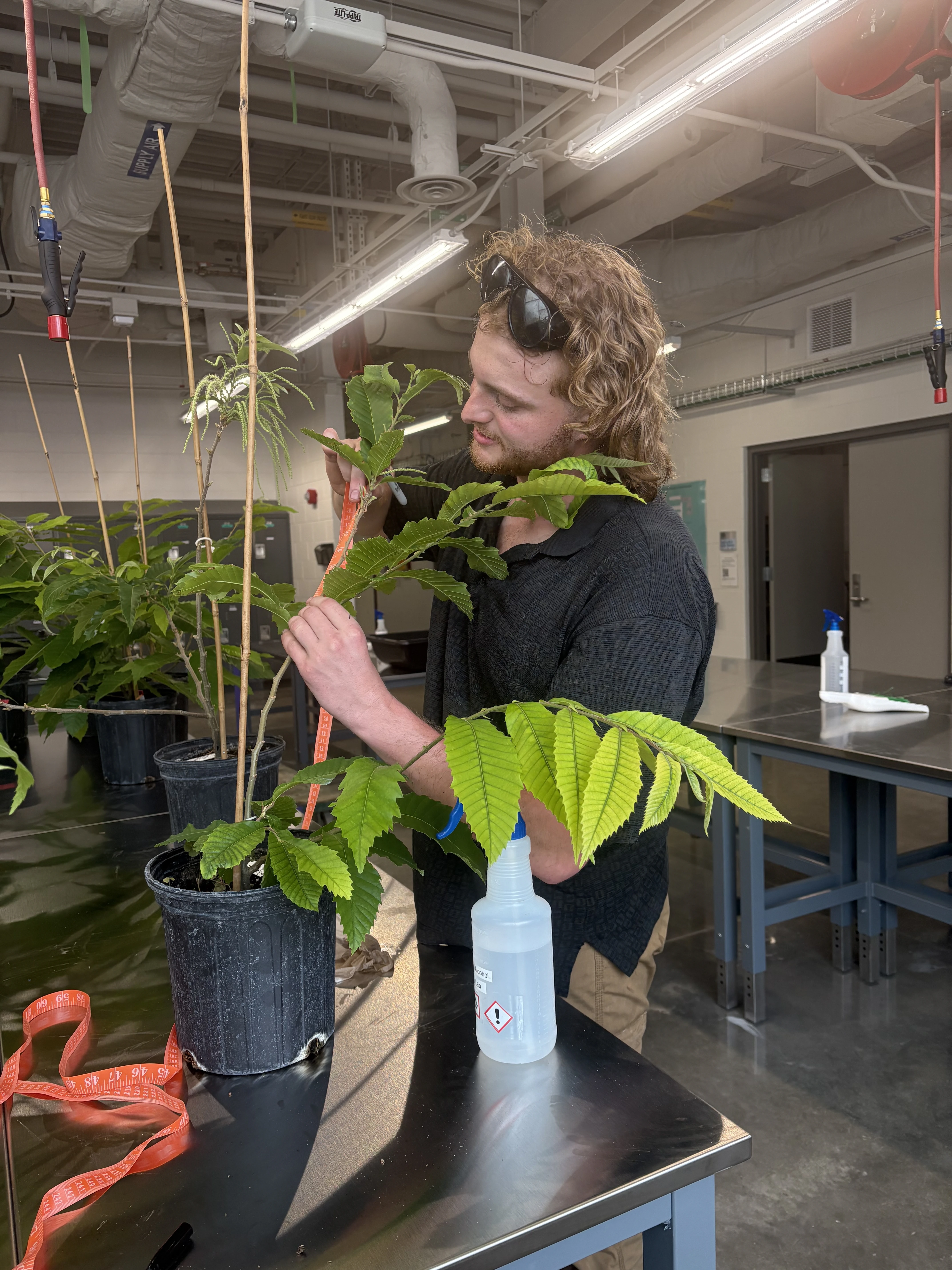 Dylan Warner, a graduate student working in Dr. Gregory Bonito's lab, uses the new headhouse to measure plants and inoculate them with a fungal pathogen. (Photo Credit: Chrislyn Particka)