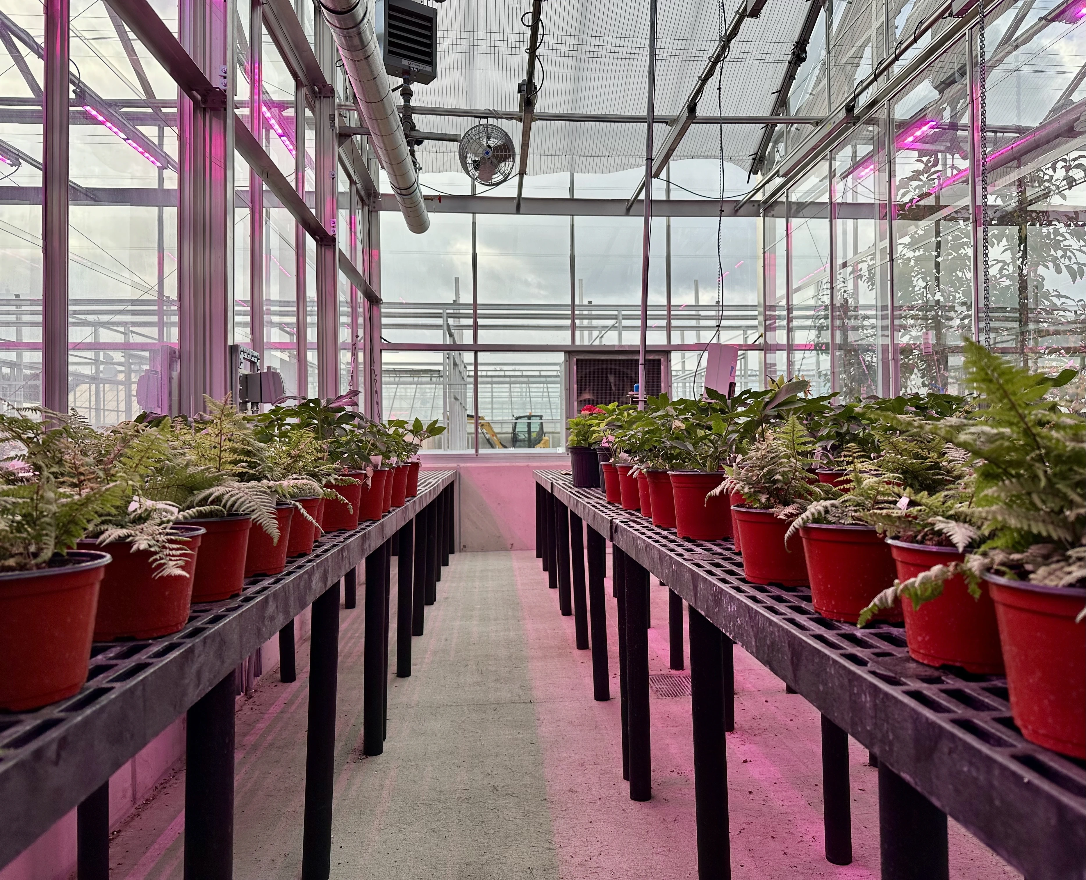 The inside of a new greenhouse at the MSU Plant Science Research Greenhouse Facility. A newly installed energy curtain can be seen above. The curtain will assist with cooling the greenhouses in the summer and retaining heat overnight in the winter.