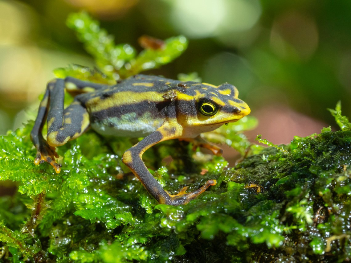 A small harlequin frog (Atelopus aff. longirostris) with black, yellow and light-greenish stripes rests on green foliage.”/>
<em class=